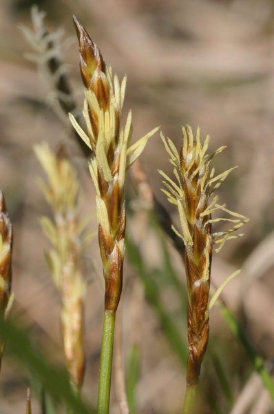 Pflanzenbild gross Davalls Segge - Carex davalliana