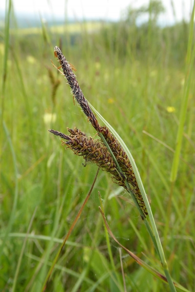 Pflanzenbild gross Schlaffe Segge - Carex flacca