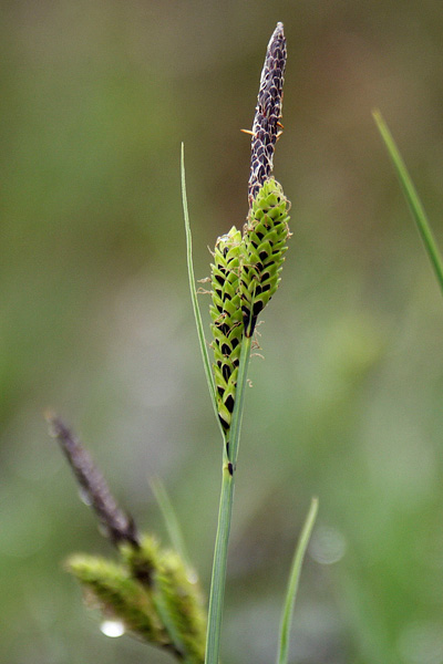 Pflanzenbild gross Braune Segge - Carex nigra