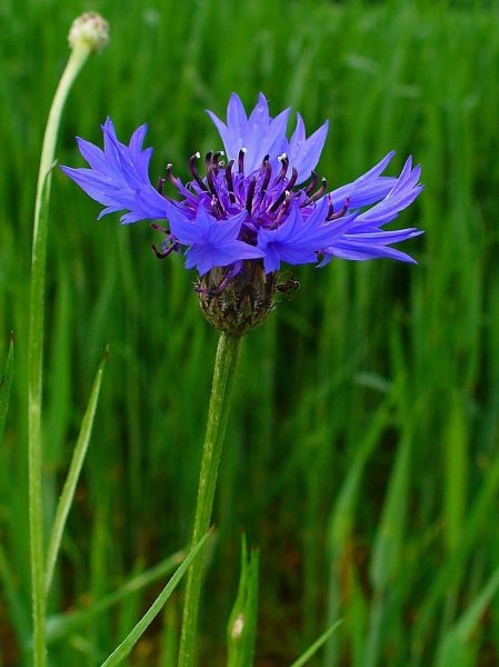 Pflanzenbild gross Kornblume - Centaurea cyanus