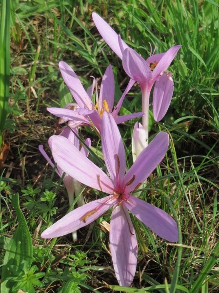 Pflanzenbild gross Herbst-Zeitlose - Colchicum autumnale