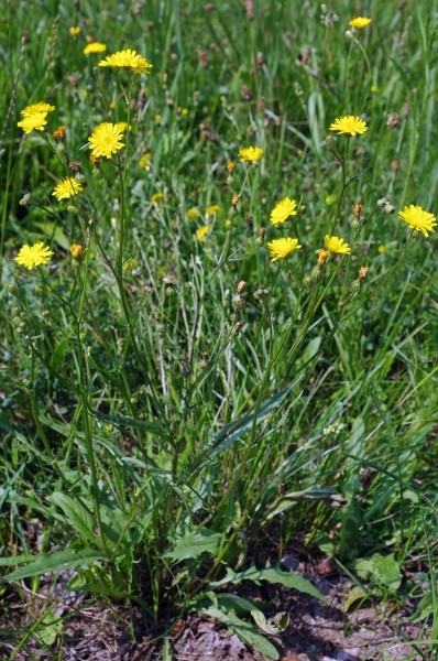 Pflanzenbild gross Kleinköpfiger Pippau - Crepis capillaris