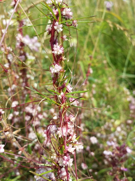 Pflanzenbild gross Quendel-Seide - Cuscuta epithymum