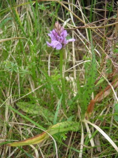 Pflanzenbild gross Gefleckte Fingerwurz - Dactylorhiza maculata
