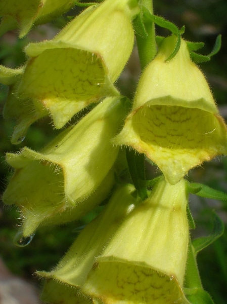 Pflanzenbild gross Grossblütiger Fingerhut - Digitalis grandiflora