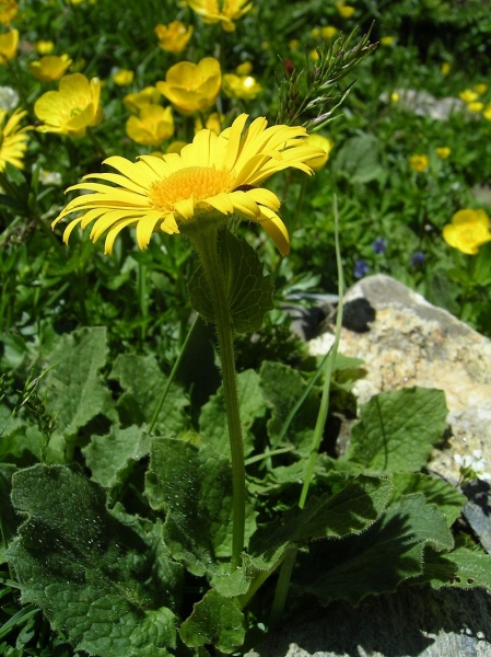 Pflanzenbild gross Grossköpfige Gämswurz - Doronicum grandiflorum