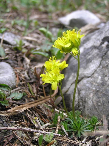 Pflanzenbild gross Immergrünes Felsenblümchen - Draba aizoides