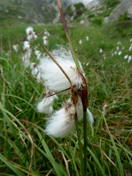 Pflanzenbild gross Schmalblättriges Wollgras - Eriophorum angustifolium