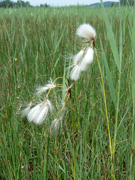 Pflanzenbild gross Breitblättriges Wollgras - Eriophorum latifolium