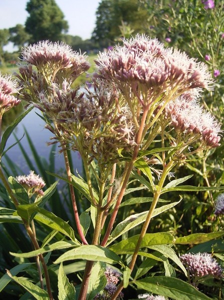 Pflanzenbild gross Wasserdost - Eupatorium cannabinum