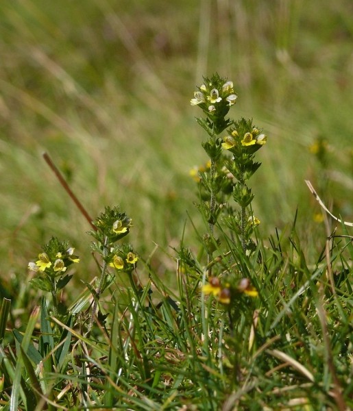 Pflanzenbild gross Zwerg-Augentrost - Euphrasia minima