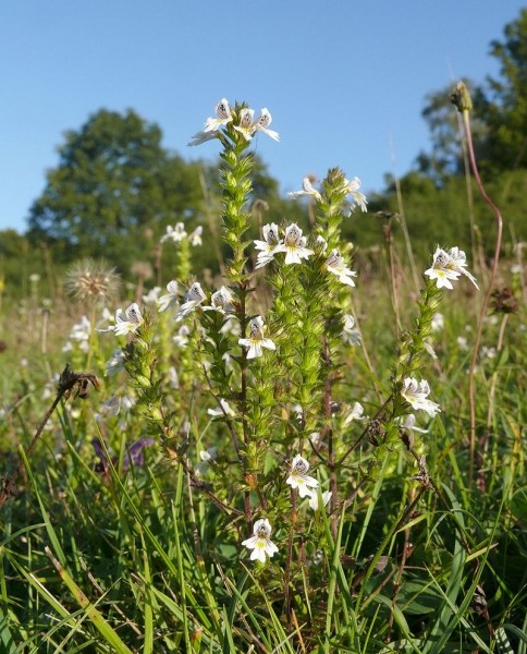 Pflanzenbild gross Wiesen-Augentrost - Euphrasia rostkoviana