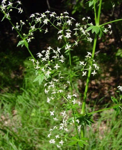 Pflanzenbild gross Wiesen-Labkraut - Galium mollugo aggr.
