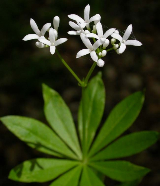 Pflanzenbild gross Echter Waldmeister - Galium odoratum