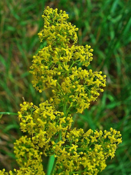 Pflanzenbild gross Echtes Labkraut - Galium verum