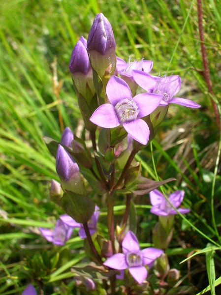 Pflanzenbild gross Feld-Enzian - Gentiana campestris