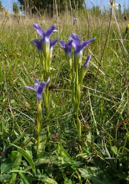 Pflanzenbild gross Gefranster Enzian - Gentiana ciliata