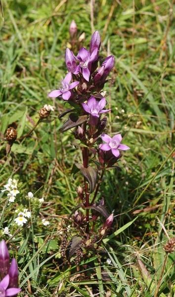 Pflanzenbild gross Deutscher Enzian - Gentiana germanica