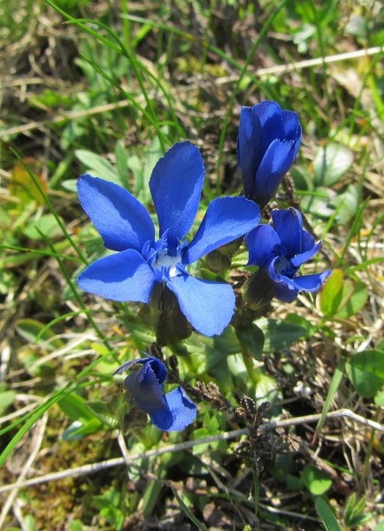 Pflanzenbild gross Frühlings-Enzian - Gentiana verna