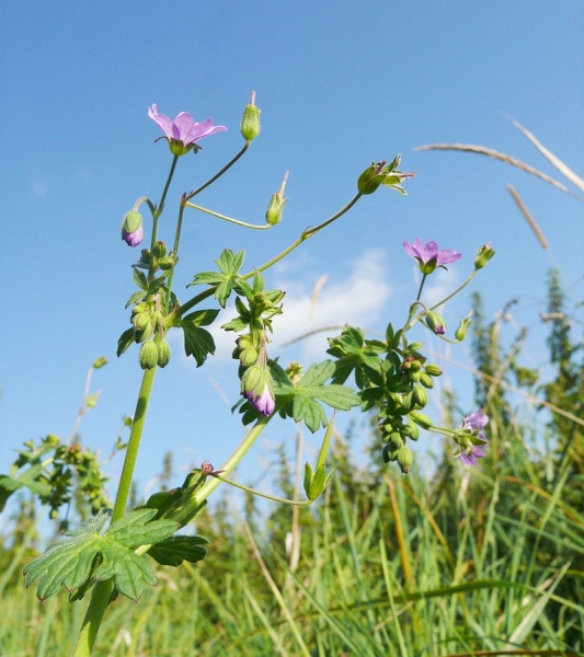 Pflanzenbild gross Pyrenäen-Storchschnabel - Geranium pyrenaicum