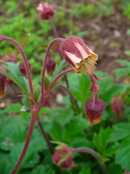 Pflanzenbild gross Bach-Nelkenwurz - Geum rivale