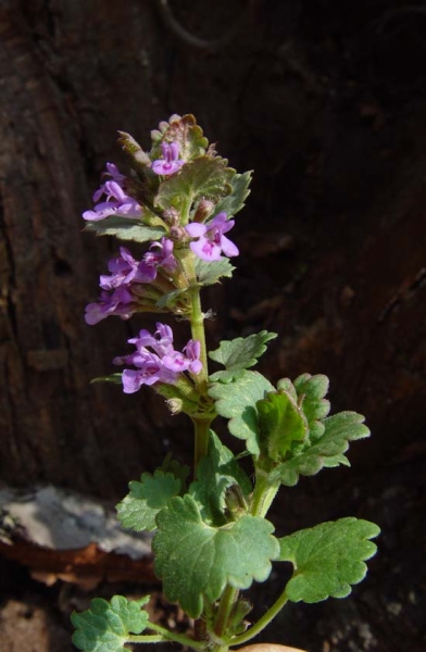 Pflanzenbild gross Gundelrebe - Glechoma hederacea