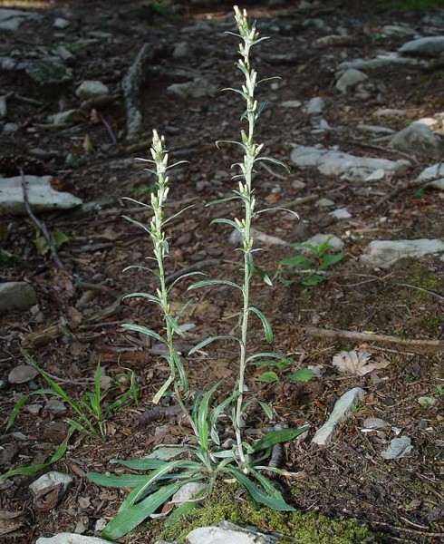 Pflanzenbild gross Wald-Ruhrkraut - Gnaphalium sylvaticum