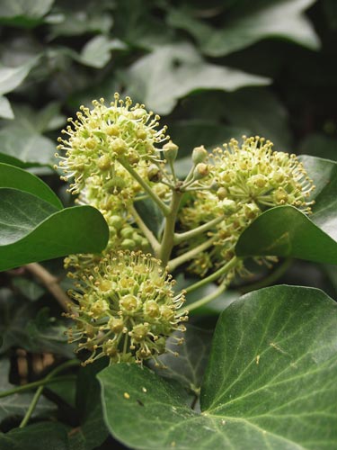 Pflanzenbild gross Efeu - Hedera helix