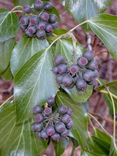 Pflanzenbild gross Efeu - Hedera helix