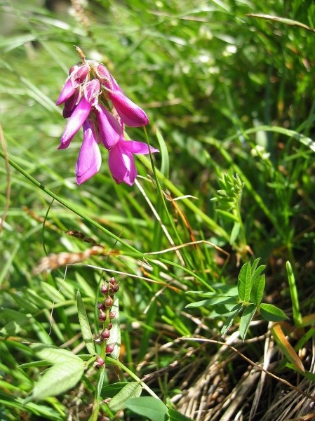 Pflanzenbild gross Alpen-Süssklee - Hedysarum hedysaroides