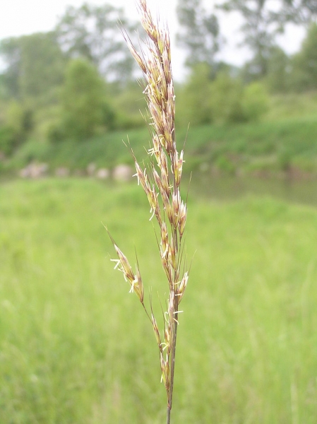 Pflanzenbild gross Flaum-Wiesenhafer - Helictotrichon pubescens