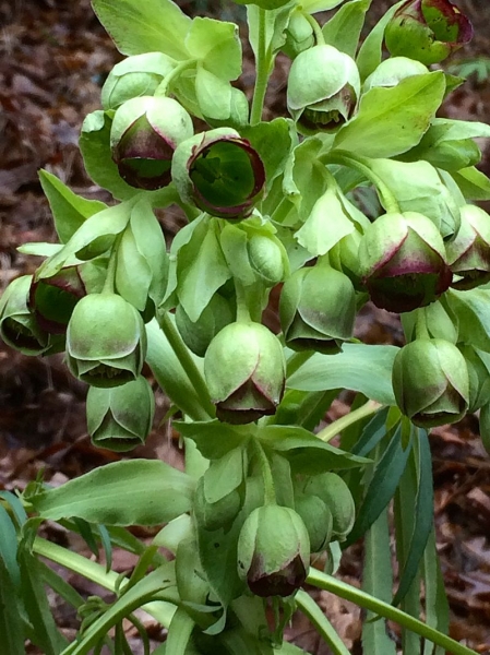 Pflanzenbild gross Stinkende Nieswurz - Helleborus foetidus