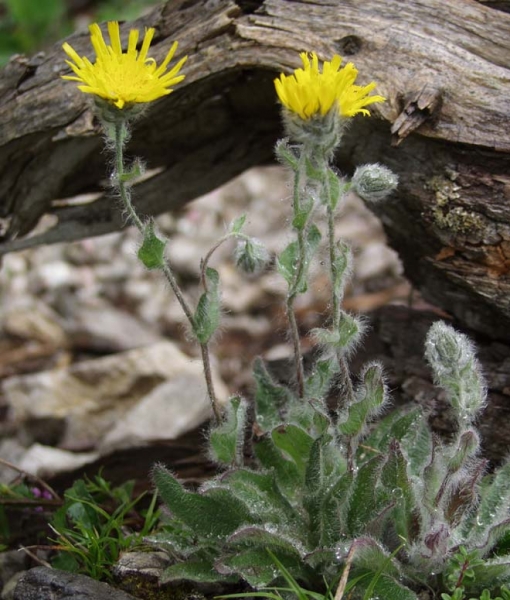 Pflanzenbild gross Zottiges Habichtskraut - Hieracium villosum
