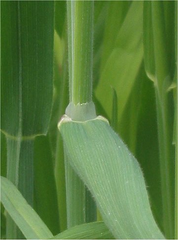 Pflanzenbild gross Wolliges Honiggras - Holcus lanatus