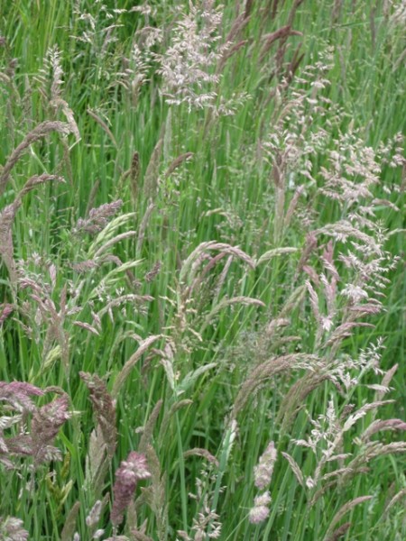 Pflanzenbild gross Wolliges Honiggras - Holcus lanatus