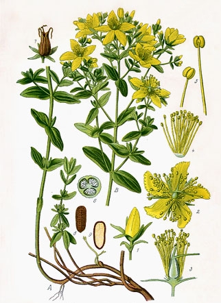 Pflanzenbild gross Echtes Johanniskraut - Hypericum perforatum