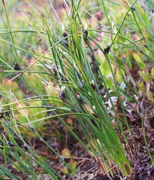 Pflanzenbild gross Dreiblatt-Binse - Juncus trifidus