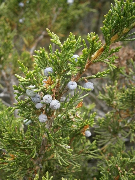 Pflanzenbild gross Sefistrauch - Juniperus sabina