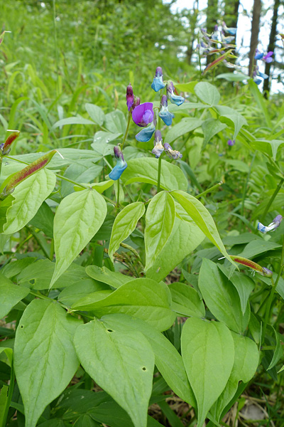 Pflanzenbild gross Frühlings-Platterbse - Lathyrus vernus