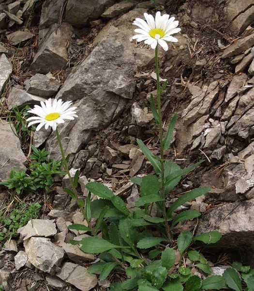 Pflanzenbild gross Berg-Wiesen-Margerite - Leucanthemum adustum