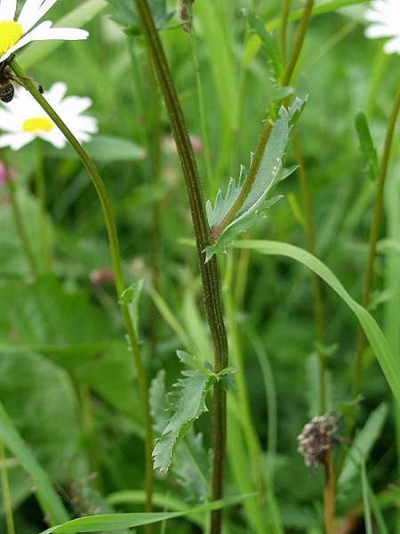 Pflanzenbild gross Gewöhnliche Wiesen-Margerite - Leucanthemum vulgare