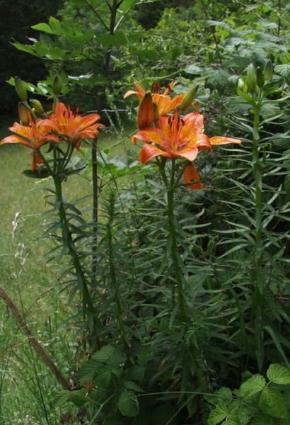Pflanzenbild gross Bulbillentragende Feuerlilie - Lilium bulbiferum subsp. bulbiferum