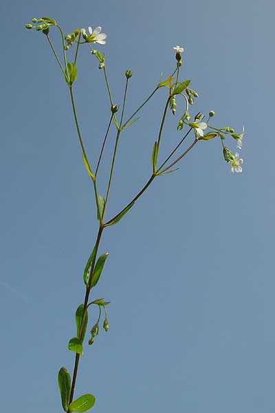 Pflanzenbild gross Purgier-Lein - Linum catharticum