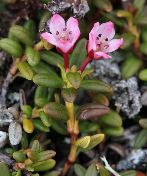 Pflanzenbild gross Alpenazalee - Loiseleuria procumbens