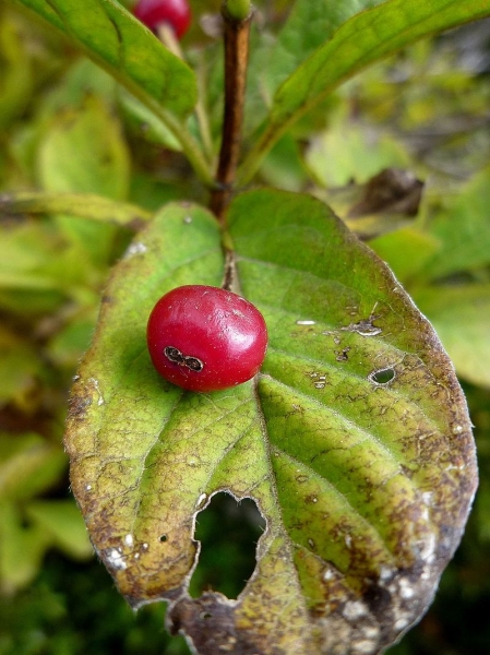 Pflanzenbild gross Alpen-Heckenkirsche - Lonicera alpigena
