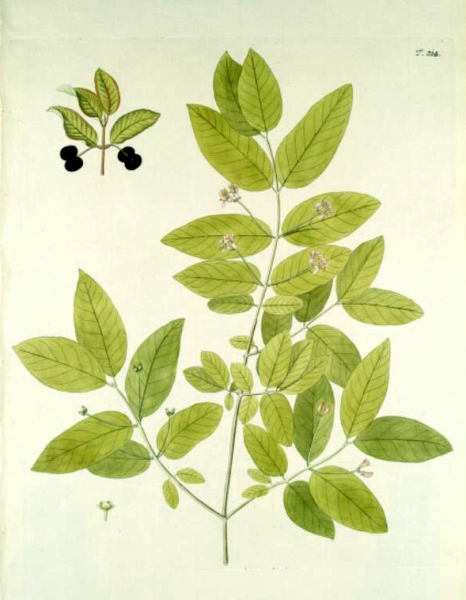 Pflanzenbild gross Schwarze Heckenkirsche - Lonicera nigra