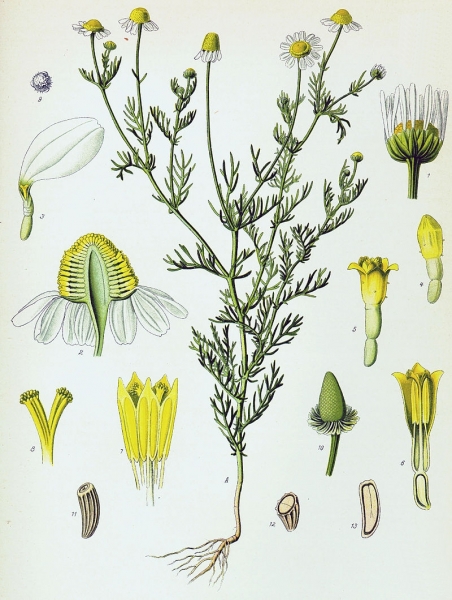 Pflanzenbild gross Echte Kamille - Matricaria chamomilla