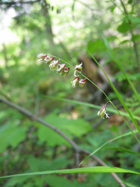 Pflanzenbild gross Nickendes Perlgras - Melica nutans