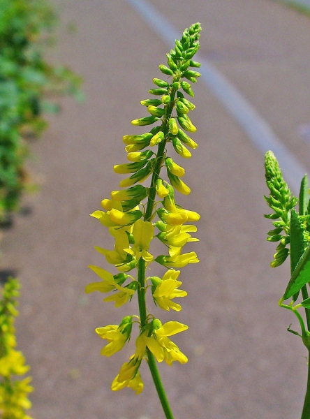 Pflanzenbild gross Echter Honigklee - Melilotus officinalis