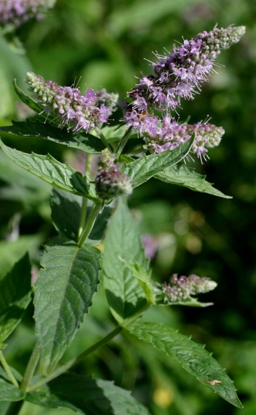 Pflanzenbild gross Ross-Minze - Mentha longifolia